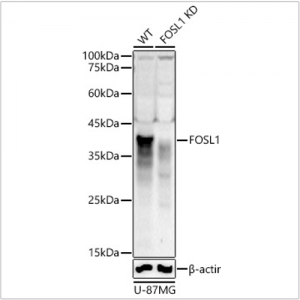 KD-Validated FOSL1 Rabbit pAb (20 μl)