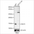 KD-Validated ISG15 Rabbit pAb (20 μl)