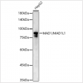 KD-Validated MAD1/MAD1L1 Rabbit pAb (20 μl)