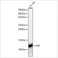 KD-Validated MIF Rabbit pAb (20 μl)