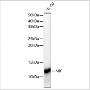 KD-Validated MIF Rabbit pAb (20 μl)