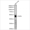 KD-Validated Ajuba Rabbit mAb (20 μl)
