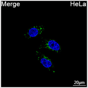 ABflo® 488 Rabbit anti-Human LAMP2 mAb (100 T)