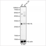 KD-Validated Bcl-XL Rabbit pAb (20 μl)