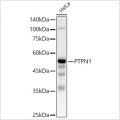 KO-Validated PTPN1 Rabbit pAb (20 μl)