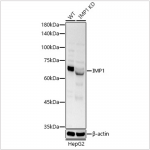KO-Validated IGF2BP1/IMP1 Rabbit pAb (20 μl)