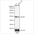KD-Validated NQO1 Rabbit mAb (20 μl)