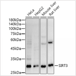 KO-Validated SIRT3 Rabbit mAb (20 μl)