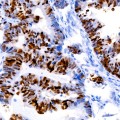 KO-Validated p53 Rabbit mAb (20 μl)