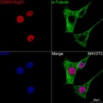 KO-Validated CDKN1A/p21 Rabbit PolymAb® (20 μl)