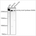 KO-Validated Fatty Acid Synthase (FASN) Rabbit PolymAb® (20 μl)
