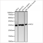 KO-Validated MCU Rabbit mAb (20 μl)