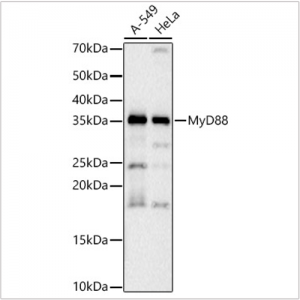 KO-Validated MyD88 Rabbit PolymAb® (20 μl)