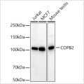 KD-Validated COPB2 Rabbit PolymAb® (20 μl)