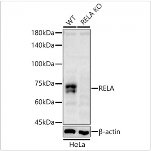 KO-Validated RELA Rabbit pAb (20 μl)