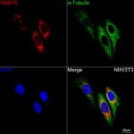 KD-Validated RAB10 Rabbit mAb (20 μl)