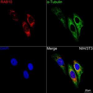 KD-Validated RAB10 Rabbit mAb (20 μl)