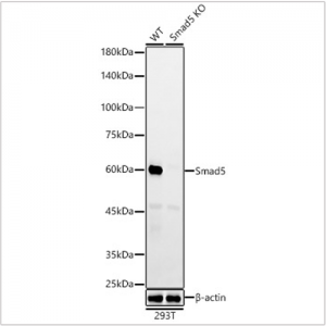 KO-Validated Smad5 Rabbit mAb (20 μl)