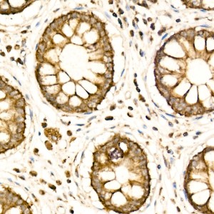 KD-Validated COX IV Rabbit pAb (20 μl)