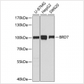 KO-Validated BRD7 Rabbit pAb (20 μl)