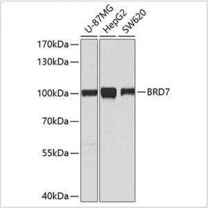 KO-Validated BRD7 Rabbit pAb (20 μl)
