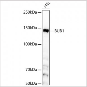 KD-Validated BUB1 Rabbit mAb (20 μl)