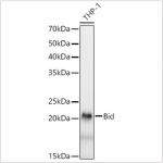 KD-Validated Bid Rabbit mAb (20 μl)