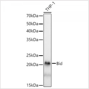 KD-Validated Bid Rabbit mAb (20 μl)