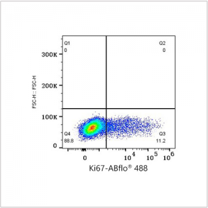 ABflo® 488 Rabbit anti-Human/Monkey Ki67 mAb (100 T)