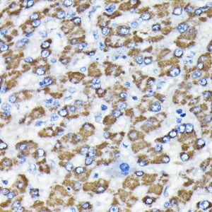 KO-Validated Smad3 Rabbit mAb (20 μl)