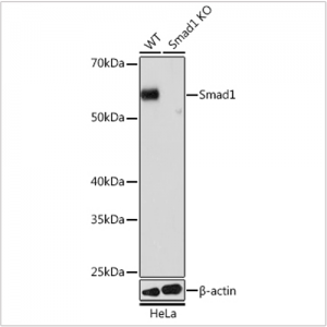 KO-Validated Smad1 Rabbit mAb (20 μl)