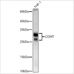 KD-Validated COMT Rabbit pAb (20 μl)