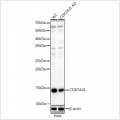 KD-Validated COX7A2L Rabbit pAb (20 μl)