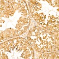 KD-Validated TOLLIP Rabbit mAb (20 μl)
