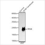 KD-Validated TIFAB Rabbit mAb (20 μl)