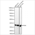 KD-Validated PDXK Rabbit pAb (20 μl)