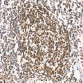 KD-Validated DCK Rabbit mAb (20 μl)