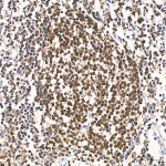 KD-Validated DCK Rabbit mAb (20 μl)