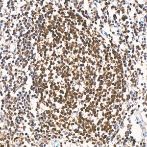 KD-Validated DCK Rabbit mAb (20 μl)