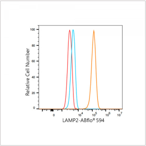 ABflo® 594 Rabbit anti-Human LAMP2 mAb (100 T)