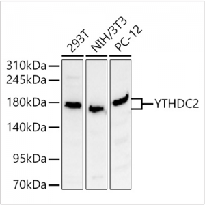 KD-Validated YTHDC2 Rabbit pAb (20 μl)