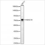 KD-Validated HDAC10 Rabbit pAb (20 μl)