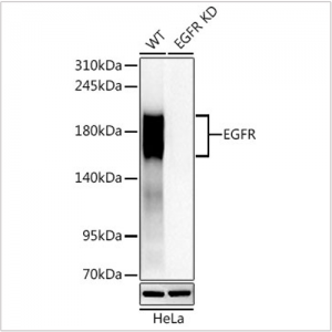 KD-Validated EGFR Rabbit PolymAb® (20 μl)