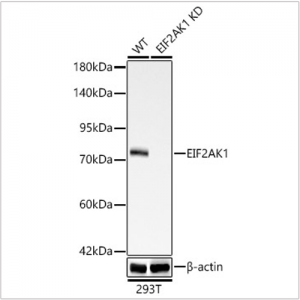 KD-Validated EIF2AK1 Rabbit mAb (20 μl)