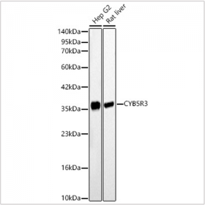KD-Validated CYB5R3 Rabbit pAb (20 μl)