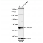 KD-Validated MRPL20 Rabbit pAb (20 μl)