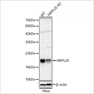 KD-Validated MRPL20 Rabbit pAb (20 μl)