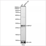 KD-Validated MRPS7 Rabbit pAb (20 μl)