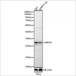 KD-Validated MRPS7 Rabbit pAb (20 μl)