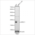 KD-Validated MRPL11 Rabbit pAb (20 μl)
